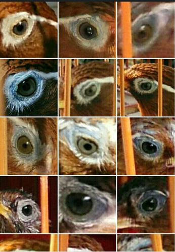 画眉鸟十八种眼水