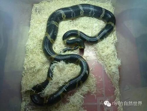 棕黑锦蛇