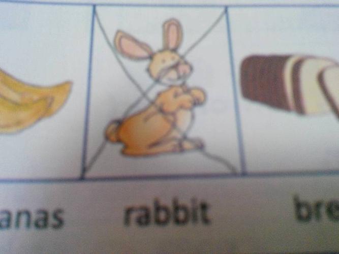 宠物兔子的英文单词