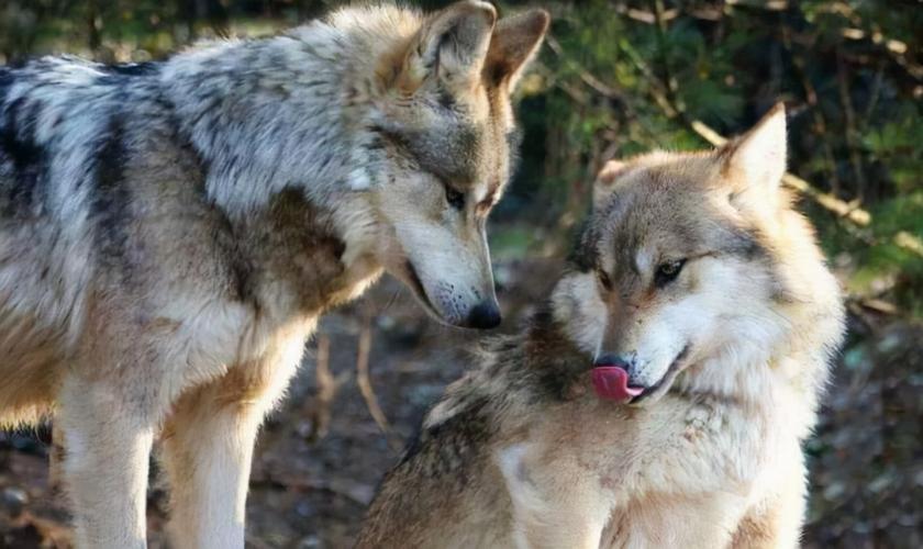狼和狗能繁育后代吗