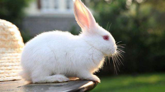 小白兔特点和特性