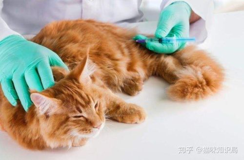 猫咪大能打狂犬疫苗