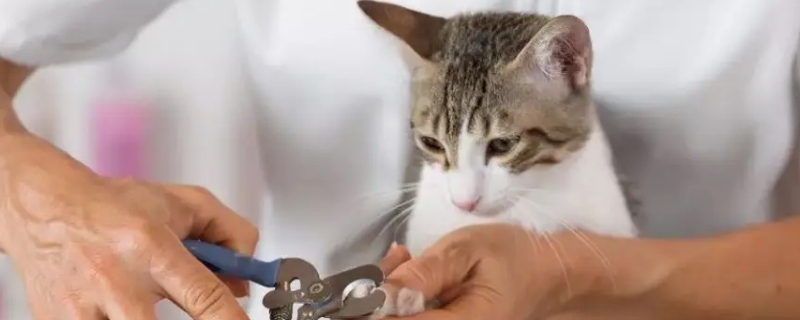 猫咪不让剪指甲怎么办
