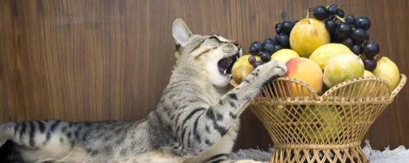 猫能吃的20种水果
