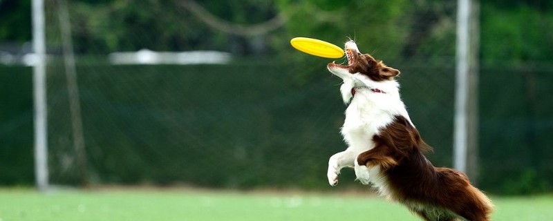 如何训练狗狗接飞盘，飞盘狗训练的方法与技巧