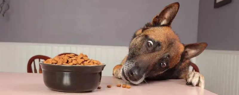 猫粮可以给狗吃吗
