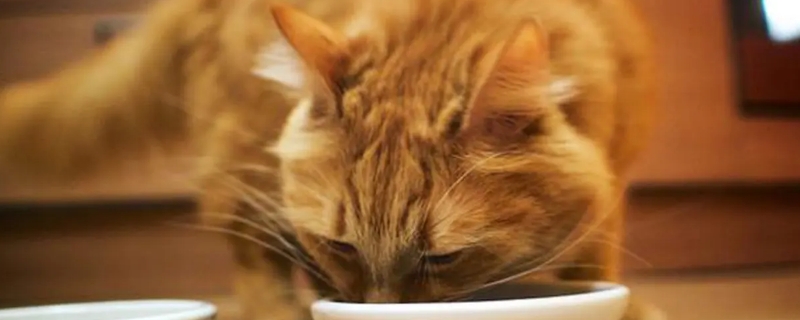 猫咪挑食,吃的特别少怎么办
