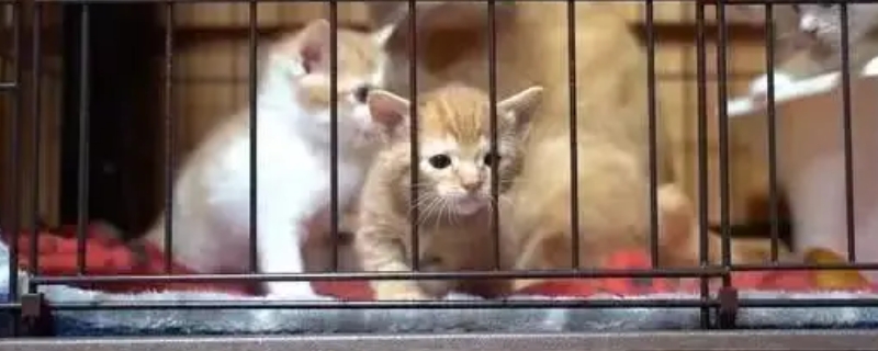 猫在笼子里一直叫怎么办
