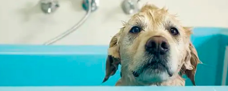 狗洗完澡发抖会死吗