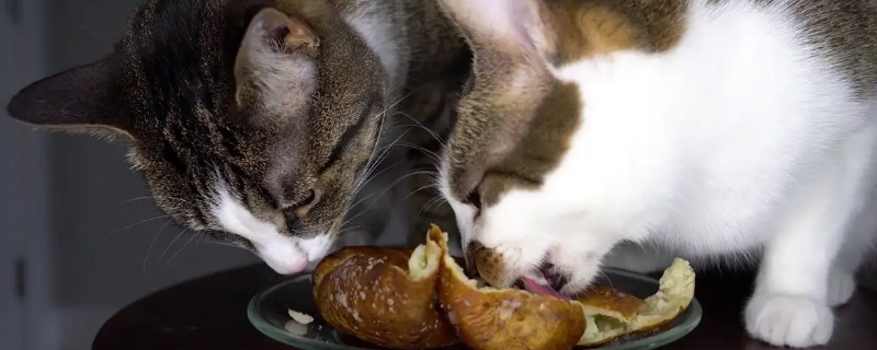 猫咪能吃土豆吗