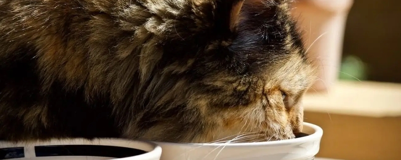 猫咪能吃石榴吗