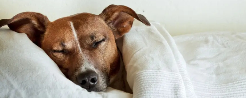 狗的睡眠一天多少小时