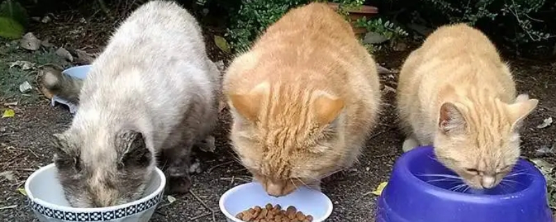 猫能吃蘑菇吗
