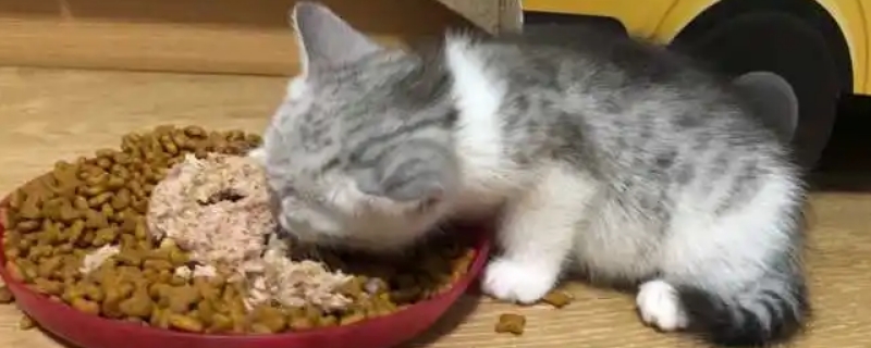 猫饿三天会饿死吗