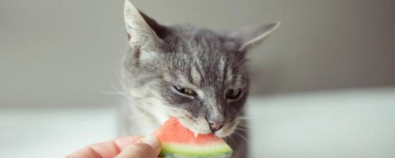 猫咪可以吃西瓜吗