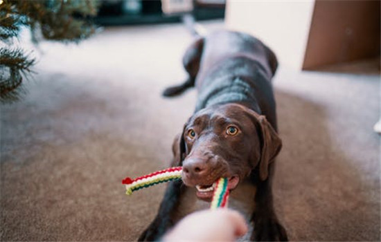 怎么防止狗狗咬家具 如何解决狗狗啃咬家具的问题