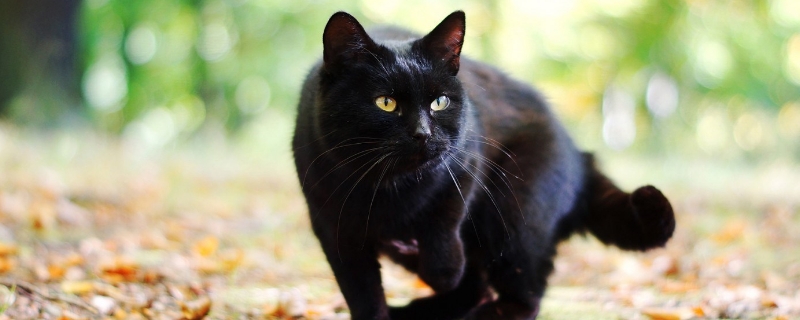 黑煤球猫是什么品种
