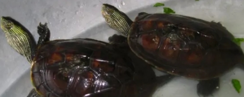 珍珠龟是深水龟还是浅水龟?