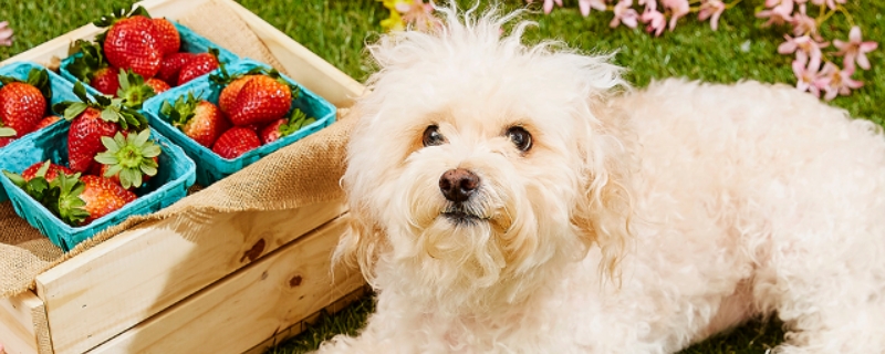 狗能不能吃石榴籽吗