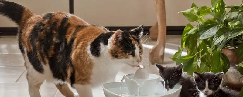 冬天怎么让猫喝到温水