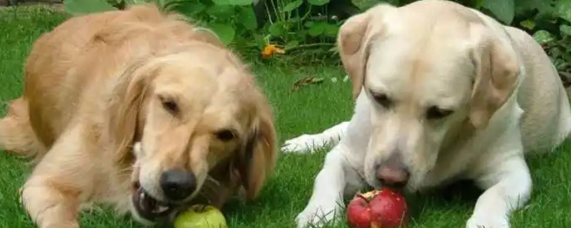 狗狗能吃梨不