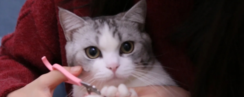 给猫咪剪指甲正确方法