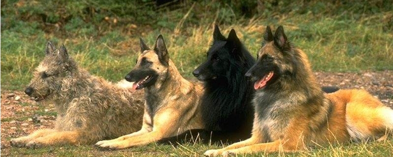 高狼犬和中亚牧羊犬的区别