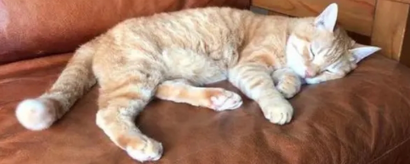小猫爱睡觉正常吗