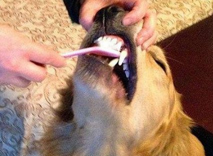 狗狗用什么洁齿好 狗狗牙膏有必要给狗狗使用吗