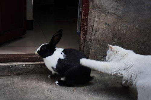 猫和兔子能一起养吗 猫兔饲养原理