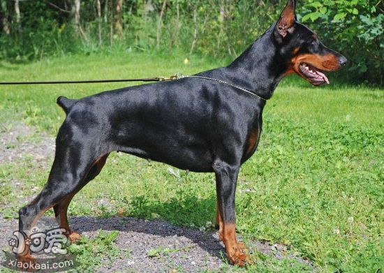 杜宾犬怎么美容 德国杜宾犬美容方法