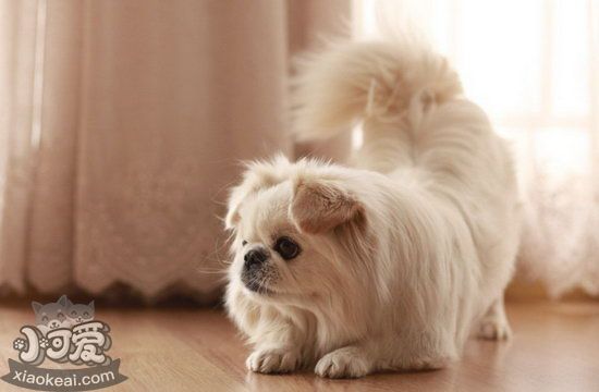 京巴犬怎么梳毛 北京犬毛发梳理方法
