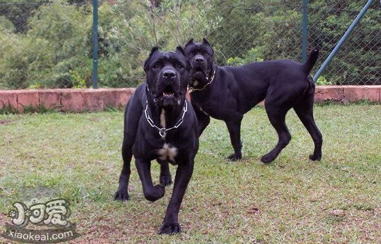 巴西非勒犬怎么养 巴西非勒犬饲养心得分享