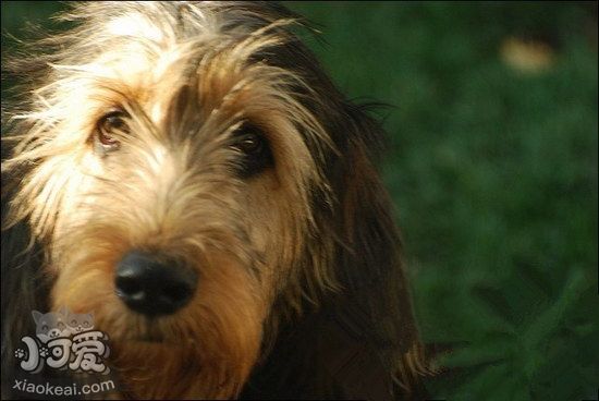 奥达猎犬耳朵怎么清洁 猎水獭犬耳朵护理流程