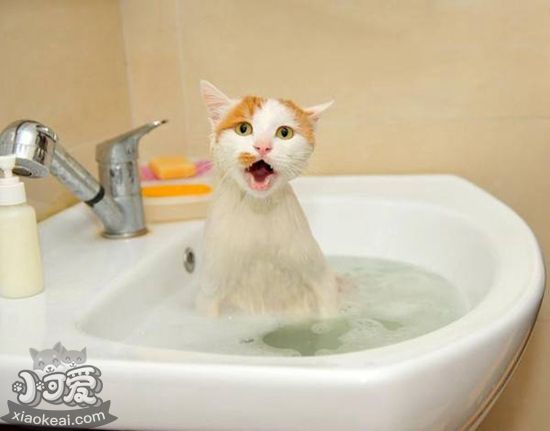 长毛猫如何洗澡 长毛猫洗澡步骤