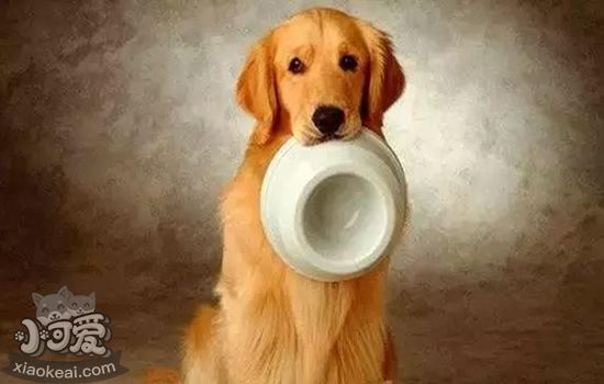 狗狗不吃东西怎么办 可能日常不良习惯导致