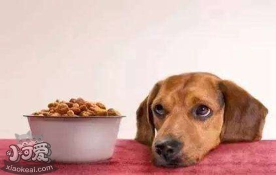 狗狗不吃东西 注意判断挑食还是生病