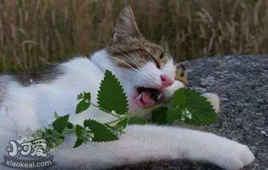 猫薄荷粉末怎么使用 猫薄荷是如何成为猫咪的快乐源泉的？