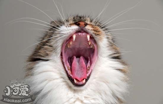 猫咪口腔怎么护理 猫咪口腔护理有什么注意事项