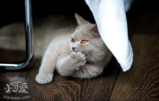 猫发情尿味如何去除 去味顽固尿味大作战
