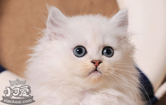 金吉拉猫幼猫用什么奶粉喂养 知道金吉拉幼猫如何喂养吗