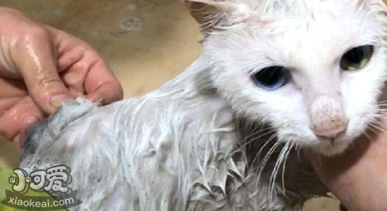 猫洗澡可以用人的沐浴露吗 铲屎官们一定要知道！