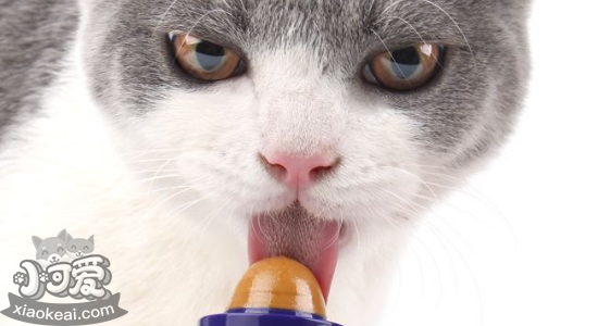 猫营养膏的作用 猫一定要吃营养膏吗