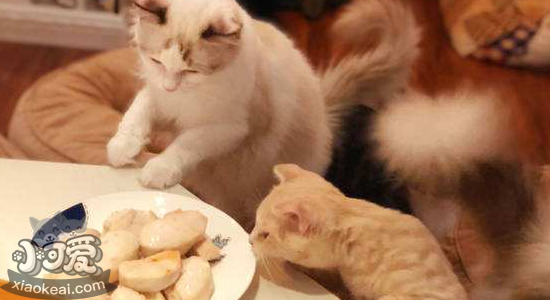 猫鸡胸肉的做法 猫鸡胸肉怎么做好吃