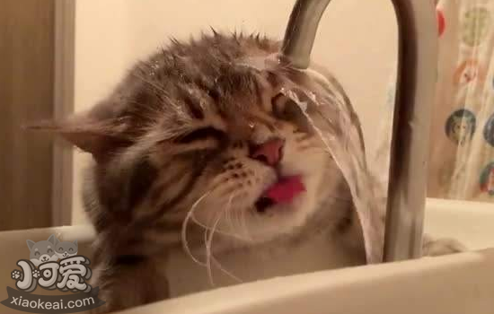 猫不喜欢喝水怎么办 三个方法教你！