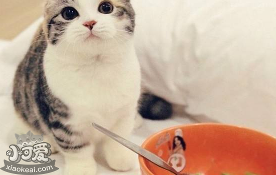 小猫不能吃的食物 这十种你一定要知道！