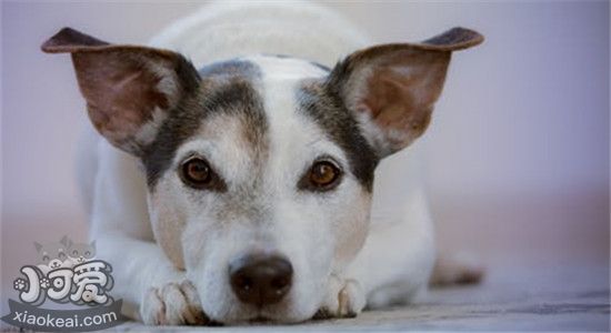 狗狗皮肤病是怎么引起的 狗狗得了皮肤病需要注意什么