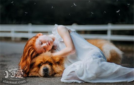 狗为什么喜欢和人睡 不仅仅是因为狗狗喜欢你哦
