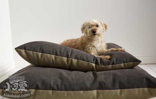 如何给狗狗选狗窝 狗狗也需要一个好的床