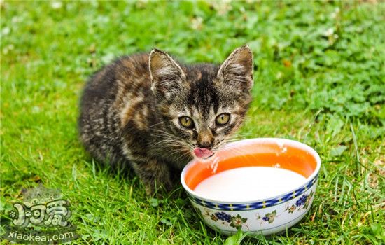 猫可食用的蔬菜 这四种蔬菜猫吃了有益无害